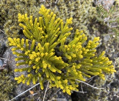 Veronica tetragona