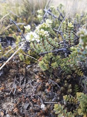 Veronica buchananii