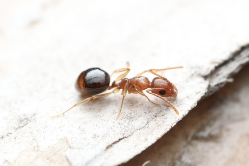 Dolichoderus parvusDolichoderus parvus