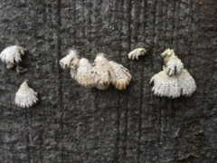 Schizophyllum commune