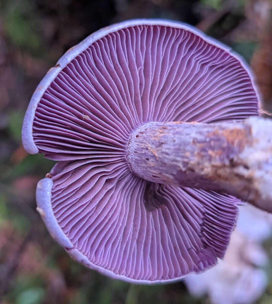 Cortinarius putorius · November 2025 · photo: © michaelshan (iNaturalist, cc-by-nc)