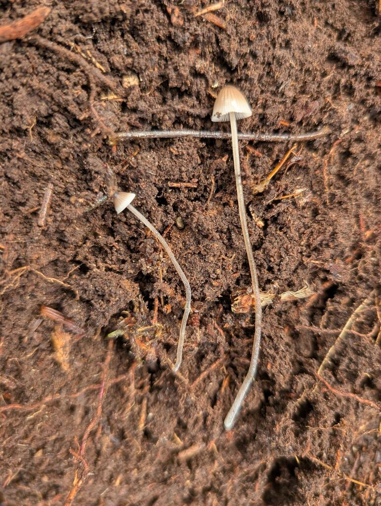 Mycena sp. 'amicta-PNW14' · November 2025 · photo: © michaelshan (iNaturalist, cc-by-nc)
