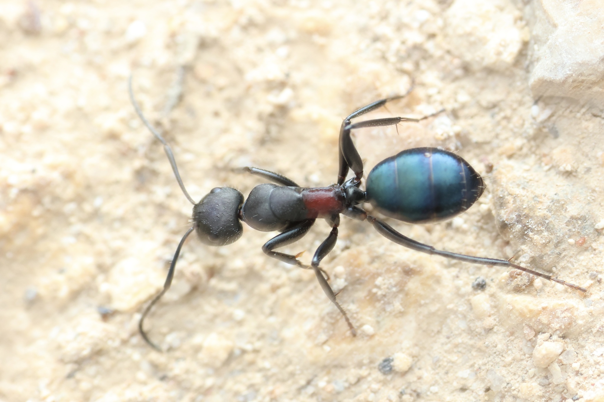 Camponotus chalceoides