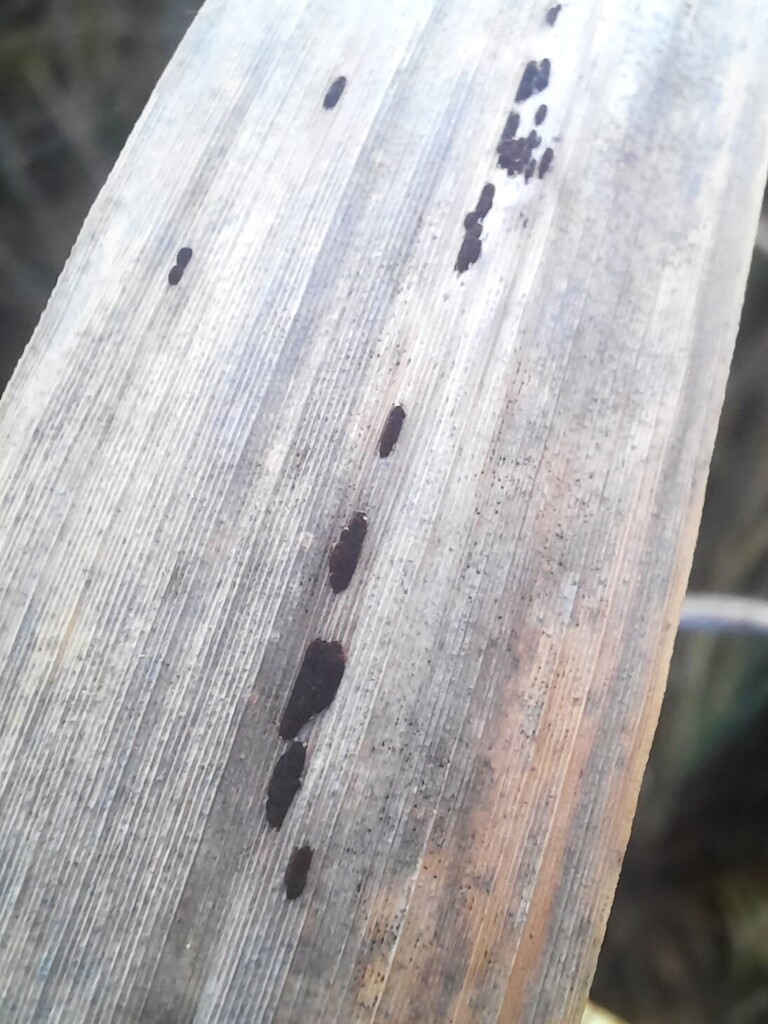 Water Reed Rust Identification reed rust from Миронівський район, Київська область, Україна on ...