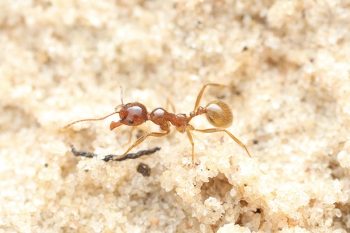 须颈盘腹蚁Aphaenogaster barbigula