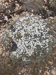 Veronica thomsonii
