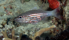 Cheilodipterus intermedius