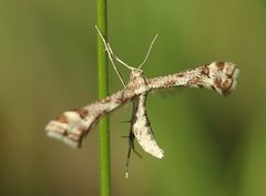 Platyptilia