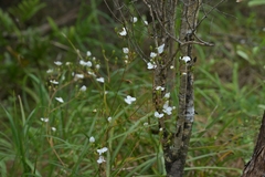 Libertia grandiflora, photograph (c) Christopher Stephens, some rights reserved (CC BY-SA)