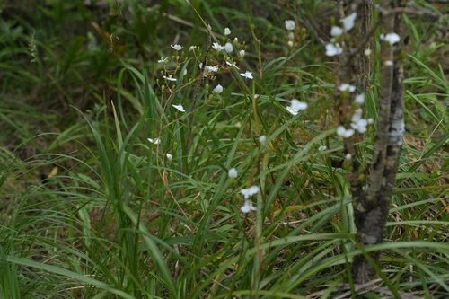 Libertia grandiflora, photograph 5
