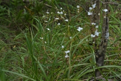 (c) Christopher Stephens, some rights reserved (CC BY-SA) Libertia grandiflora, photograph (c) Christopher Stephens, some rights reserved (CC BY-SA)