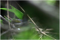 Orthotomus derbianus