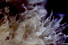 Schizophyllum commune