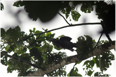 Penelopides manillae