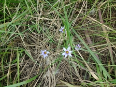 Sisyrinchium platense
