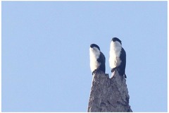 Microhierax erythrogenys