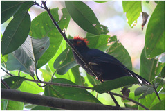 Dasylophus superciliosus