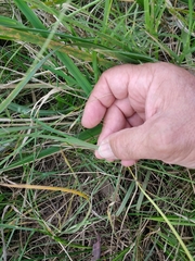 Sisyrinchium platense