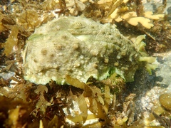 Dolabrifera brazieri