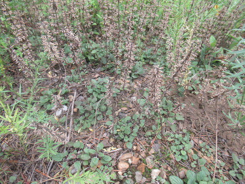 Nodding Dragon's Head (Dracocephalum nutans)