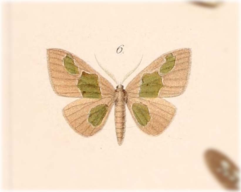 Hypochrosis viridimacularia
