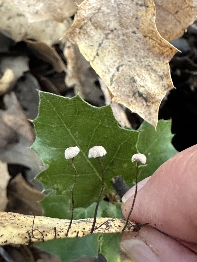Collybiopsis quercophila · November 2025 · photo: © irinamitine (iNaturalist, cc-by)