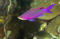 Mirolabrichthys tuka