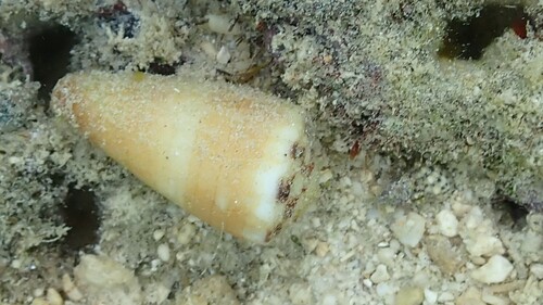Conus planorbis observed 2025-11-12