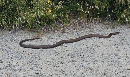 Mainland Dugite sighting