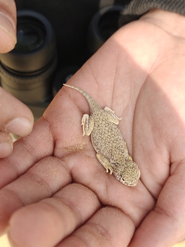 Laungwala Long-headed Lizard, Bufoniceps laungwalaensis