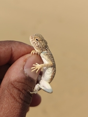 Laungwala Long-Headed Lizard photo 4