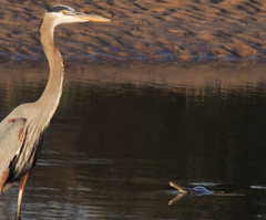 Atractosteus spatula
