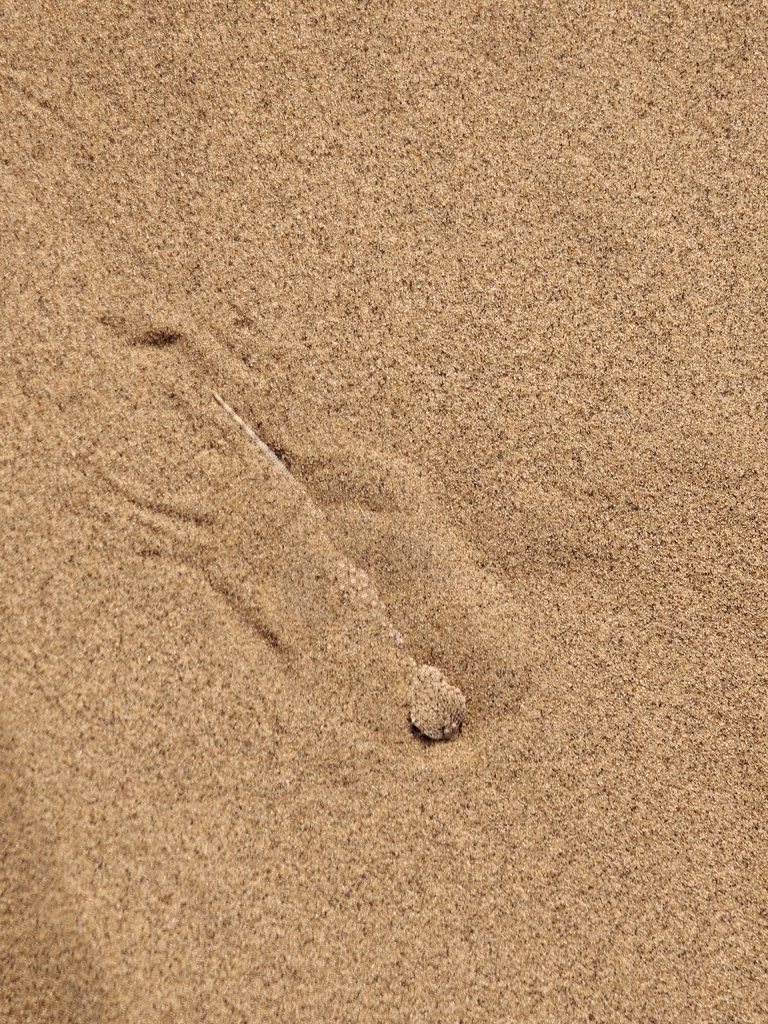 Laungwala Toad-headed Lizard