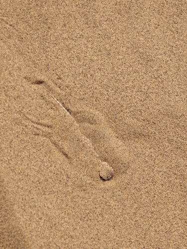 Laungwala Toad-headed Lizard