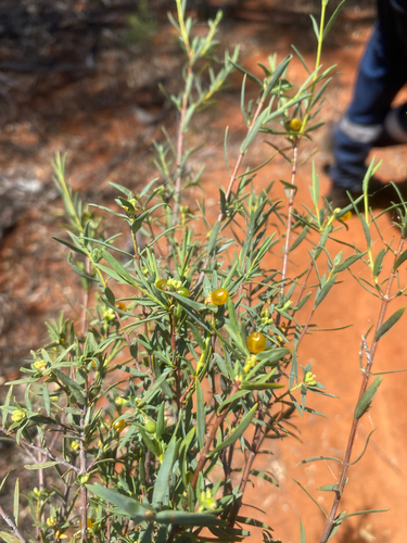 Mallee Riceflower
