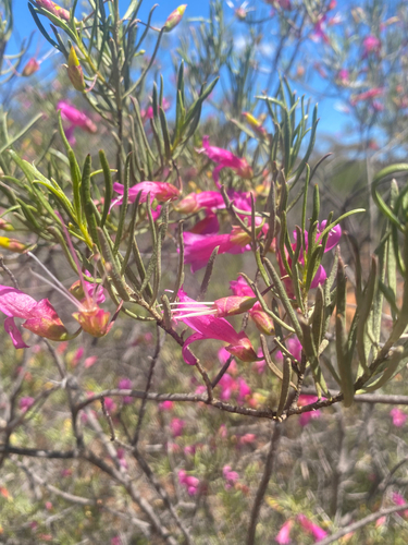 Narrow-leaved Poverty Bush