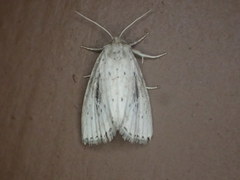 Photedes panatela