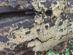 Fungi