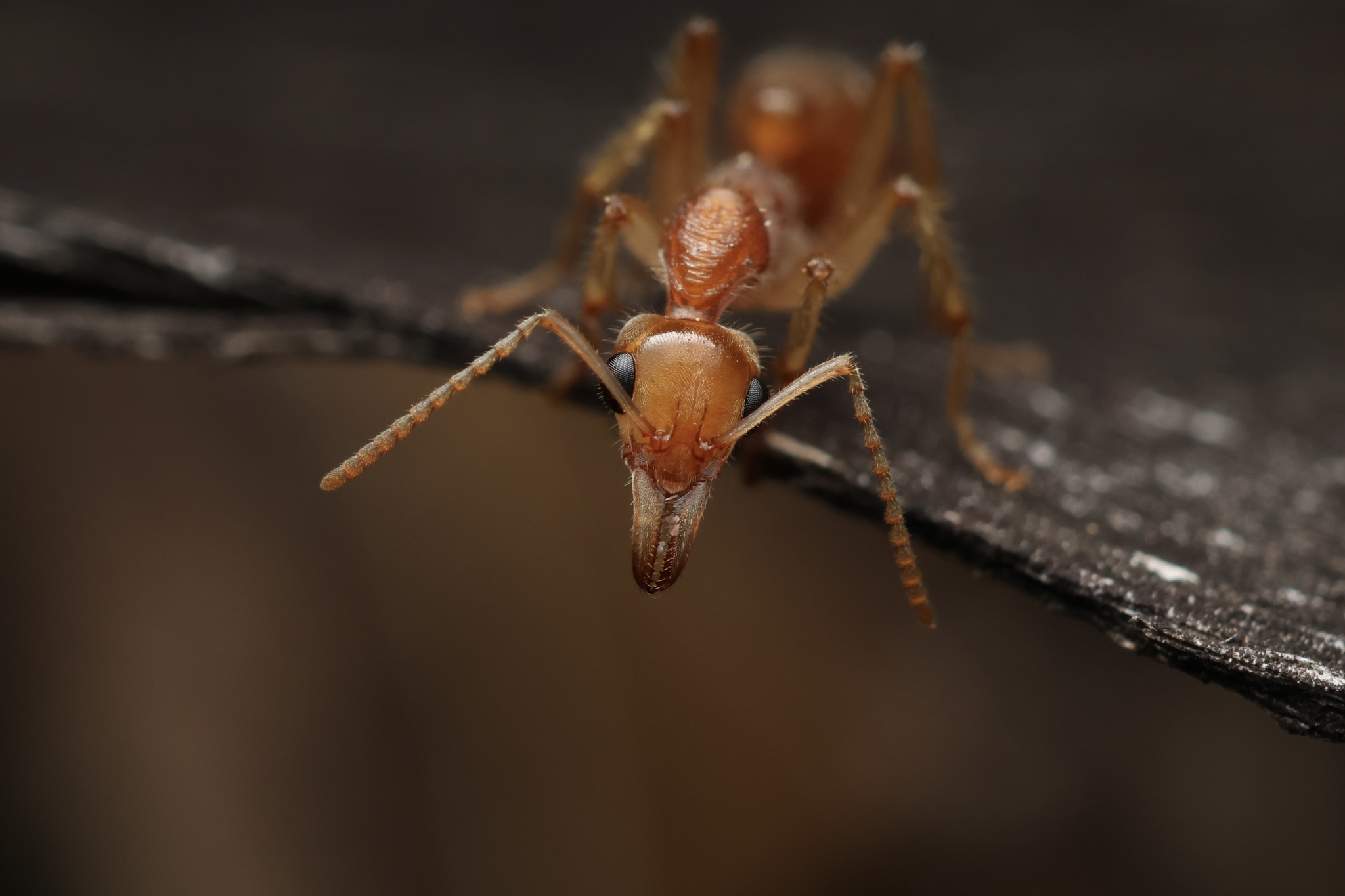 Nothomyrmecia macrops