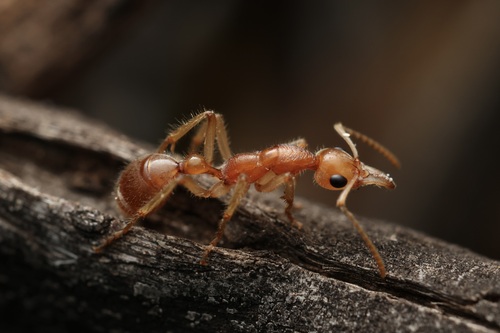 Nothomyrmecia macrops