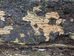 Fungi
