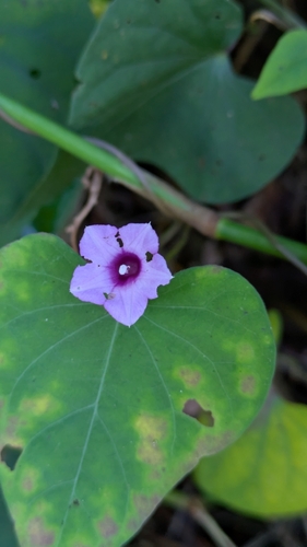 Ipomoea triloba observed 2025-11-26