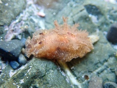 Goniodoris
