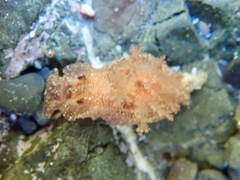 Goniodoris