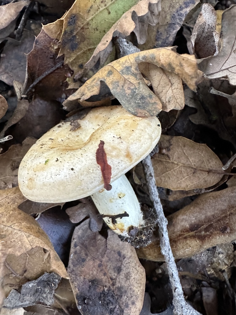 Lactarius alnicola · November 2025 · photo: © irinamitine (iNaturalist, cc-by)