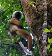 Propithecus diadema