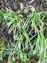 Allium triquetrum