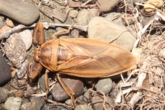 Lethocerus annulipes