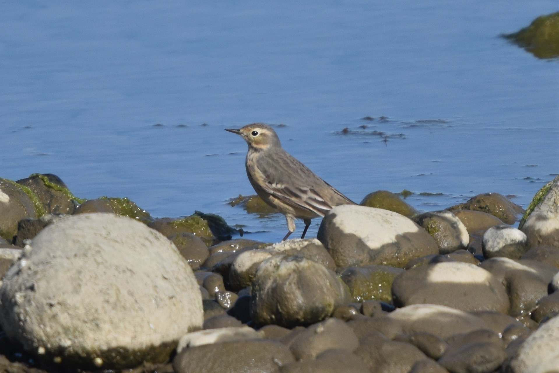 American Pipit