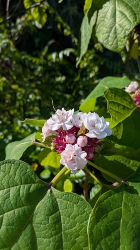 Clerodendrum chinense observed 2025-11-26